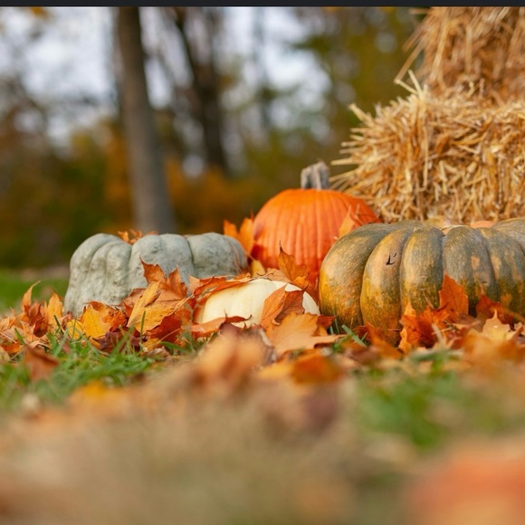 🍁Happy Thanksgiving🍁To You & Your Loved Ones🍂 - Picture 11 of 15